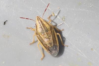 <i>Aelia acuminata</i>