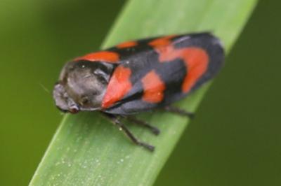 <i>Cercopis vulnerata</i>