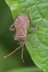 <i>Coreus marginatus</i>