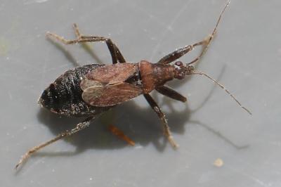 <i>Himacerus mirmicoides</i>