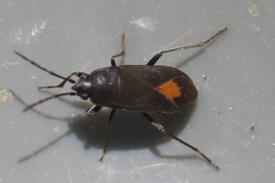 <i>Aphanus rolandri</i>