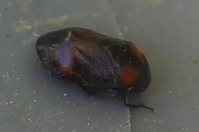 <i>Penthimia nigra</i>