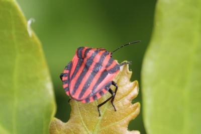 <i>Graphosoma italicum</i>
