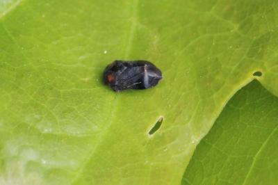 <i>Penthimia nigra</i>