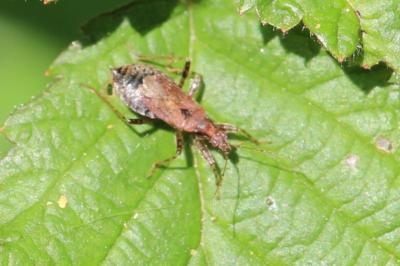 <i>Himacerus mirmicoides</i>