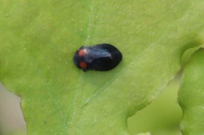 <i>Penthimia nigra</i>