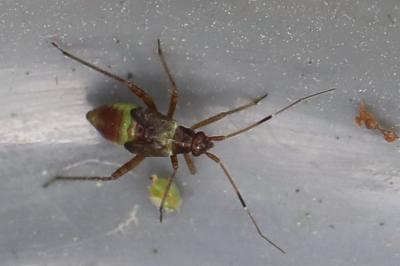 <i>Closterotomus fulvomaculatus</i>
