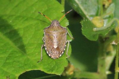 <i>Peribalus strictus vernalis</i>