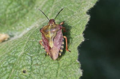 <i>Carpocoris purpureipennis</i>