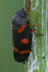 <i>Cercopis intermedia</i>