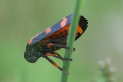 <i>Cercopis intermedia</i>