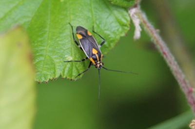 <i>Capsodes flavomarginatus</i>