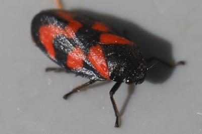 <i>Cercopis vulnerata</i>