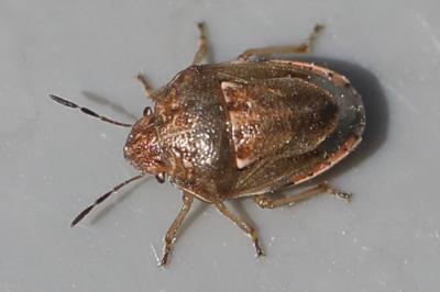 <i>Neottiglossa leporina</i>
