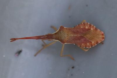 <i>Haploprocta sulcicornis</i>