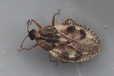 <i>Dictyla humuli</i>