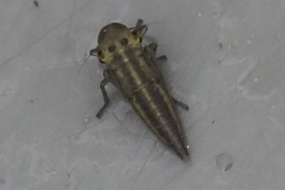 <i>Cicadella viridis</i>