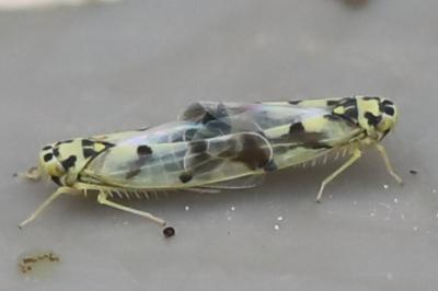 <i>Eupteryx</i>