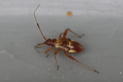 <i>Closterotomus fulvomaculatus</i>