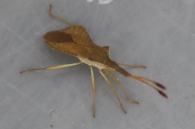 <i>Syromastus rhombeus</i>