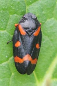 <i>Cercopis intermedia</i>