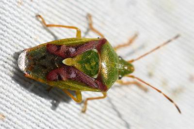 <i>Cyphostethus tristriatus</i>