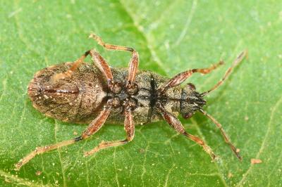 <i>Heterogaster artemisiae</i>