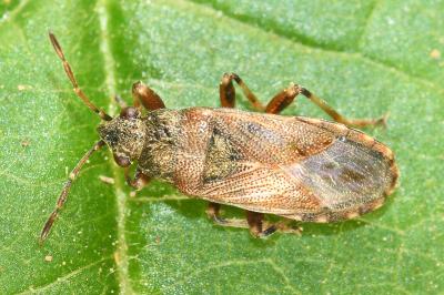 <i>Heterogaster artemisiae</i>