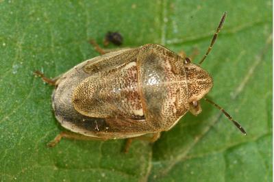 <i>Neottiglossa leporina</i>