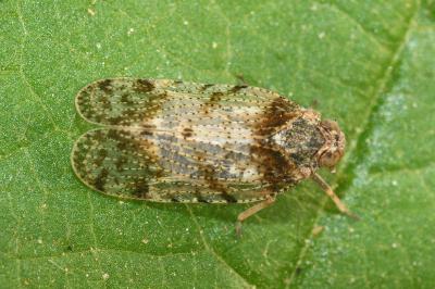 <i>Tachycixius pilosus</i>