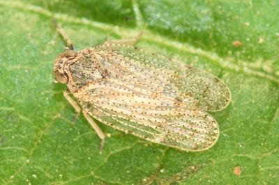 <i>Tachycixius pilosus</i>