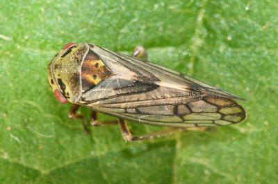 <i>Oncopsis</i>