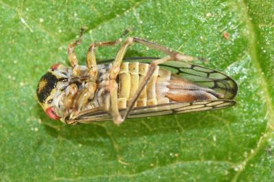 <i>Oncopsis</i>