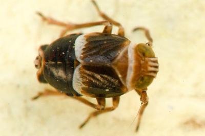 <i>Criomorphus albomarginatus</i>