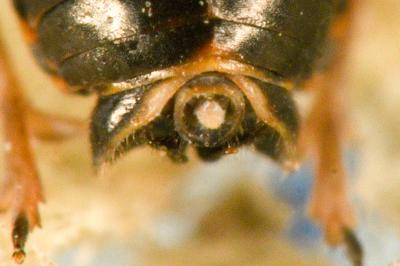 <i>Criomorphus albomarginatus</i>