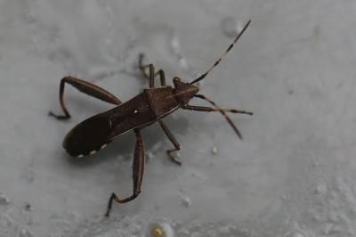 <i>Camptopus lateralis</i>