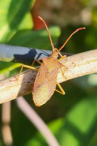 <i>Gonocerus acuteangulatus</i>