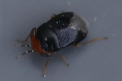 Geocoris erythrocephalus