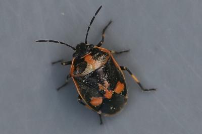 <i>Eurydema oleracea</i>