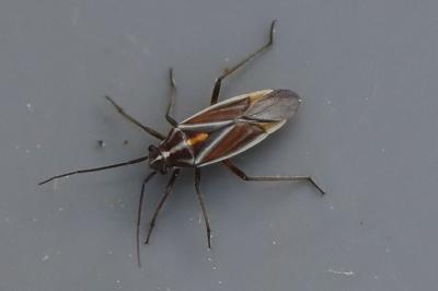 <i>Horistus orientalis</i>