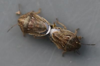 <i>Neottiglossa leporina</i>