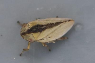 <i>Philaenus spumarius</i>