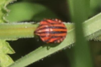 <i>Graphosoma italicum</i>