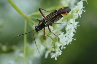 <i>Miris striatus</i>