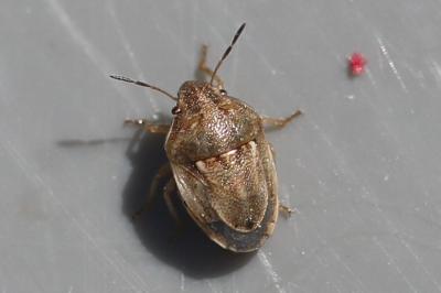 <i>Neottiglossa leporina</i>