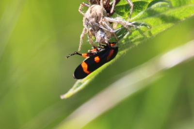 <i>Cercopis intermedia</i>