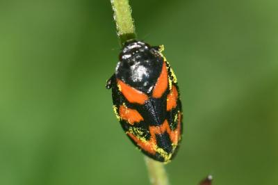 <i>Cercopis vulnerata</i>