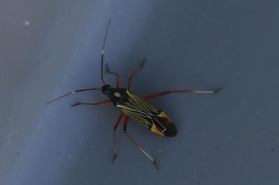 <i>Miris striatus</i>