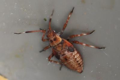 <i>Deraeocoris olivaceus</i>