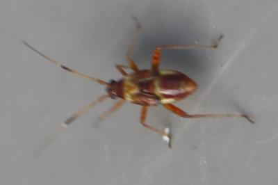 <i>Closterotomus fulvomaculatus</i>